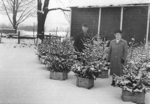 Roy and Daisy Tilden in front of their barn, 1947. The spruce trees were dug by their son Herbert and placed in apple boxes for replanting after Christmas. At that time live trees were more popular than cut ones.