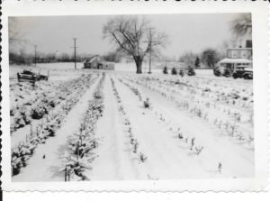 early-christmas-trees-on-tilden-lane-1940s-1024x760