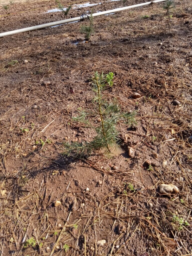 A newly planted Concolor fir tree, approximately 12 inches high, stands in a field surrounded by other newly planted seedlings.  The seedling has many branches covered with delicate green needles. The field is freshly watered and small puddles of water are pooled around the baby tree. 