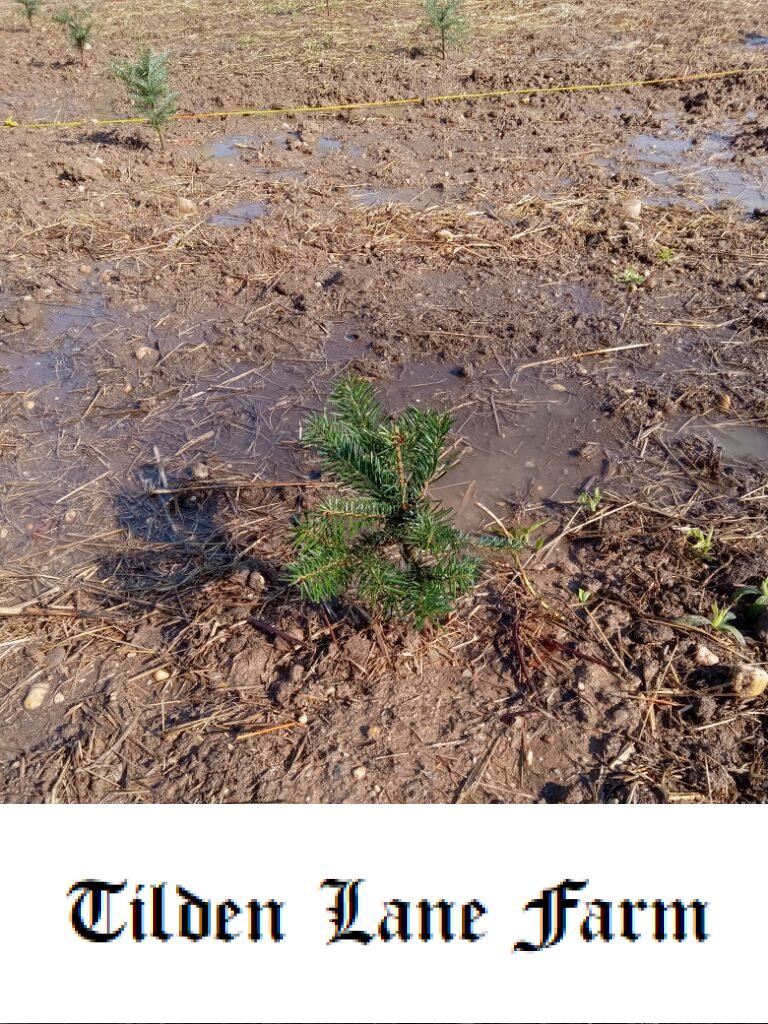 A newly planted Nordmann fir tree, approximately 12 inches high, stands in a field surrounded by other newly planted seedlings.  The seedling has small branches filled with bright green needles.  The field is freshly watered and small puddles of water are pooled around the baby tree. 