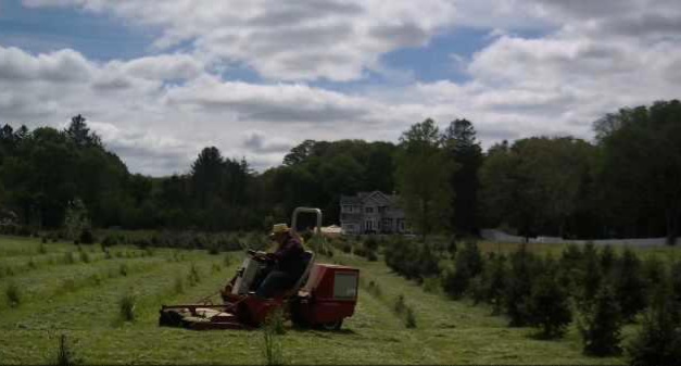 A man operates a red riding mower on a green grassy field in between rows of young Christmas trees that are each only a foot high.  He works beneath a blue sky filled with fluffy white clouds.